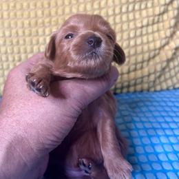 Girl - Brown male Maltipoo puppy in Las Vegas, Nevada from Maltipoo_vegas