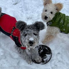 Pumik from MayaLu Dogs