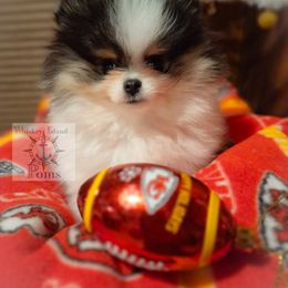 Chief - Pomeranian