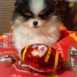 Chief - Pomeranian