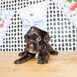 Nina - Brown female Cocker Spaniel puppy in Rattan, Oklahoma from Double M Cocker Spaniels