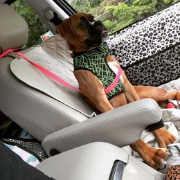 Boxer Puppies from SmashBox Kennel