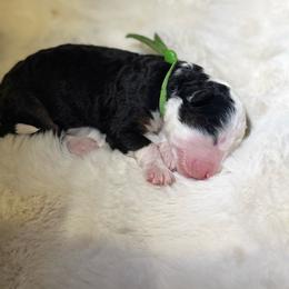 Ms. Green - Black tri-color female Aussiedoodle puppy in San Antonio, Texas from Lovable Doodles SA