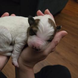 Boy 3 - Saddleback sable male Border Collie puppy in Piedmont, South Carolina from Soaring Borders Border Collies