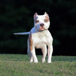 Orbit - American Bully