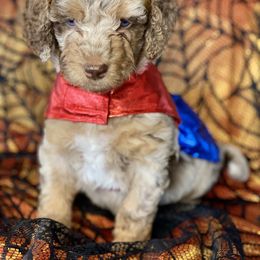 Aussiedoodle Puppies from Gore Doodle Ranch