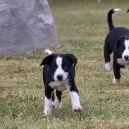 Boy 2 - Black and white male Border Collie puppy in Temecula, California from Joni Gibson's Border Collies