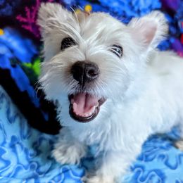 West Highland White Terriers from Arlita's Westies