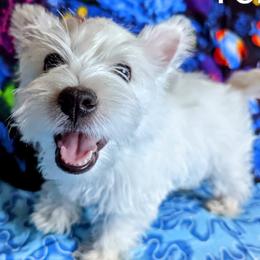 West Highland White Terriers from Arlita's Westies