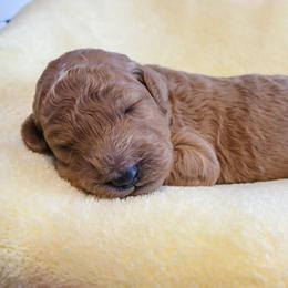 Pink - Apricot female Poodle puppy in Big Rapids, Michigan from Meeker's Ridge Standard Poodles