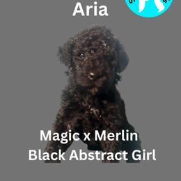 Girl 3 - female Poodle puppy in Baltimore, Maryland from Steinrock’s Standards