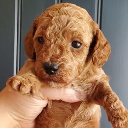 Buddy Boy - Small Mini Poodle - Apricot male Poodle puppy in Falcon, Missouri from Cedar House Heritage Poodles | AKC Toy & Miniature Poodle Puppies Raised in Home