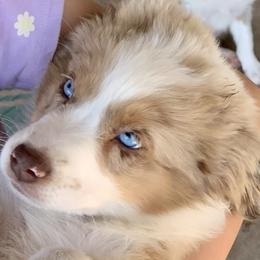 Acadia [Girl 2, Red Merle w/ Tail] - Miniature American Shepherd puppy from Starry-Eyed Mini Aussies with Tails