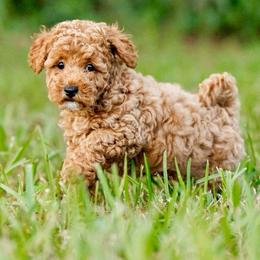 Green boy - Brown male Mal-Shi puppy in Yulee, Florida from Malshipoos