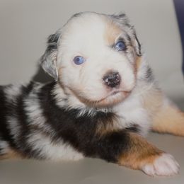 Miniature Australian Shepherd Puppies from Southern with Grace Mini Aussies