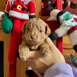 Hope - Red  female Goldendoodle puppy in Miami, Florida from Milk Drunk Doodles And Poodles