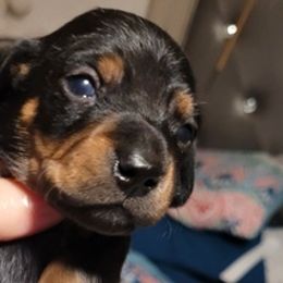 Dachshunds from Nanas Weiners