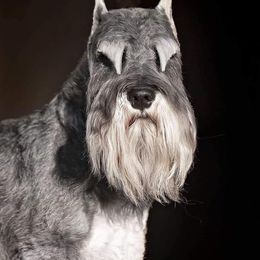 Miniature Schnauzer All Grown Up from ZRULES