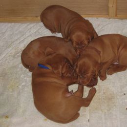 Vizsla Puppies from Sequoia Reds Vizslas