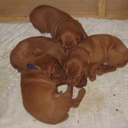 Vizsla Puppies from Sequoia Reds Vizslas