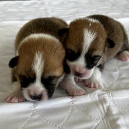 Baby Boy 1 - Red male Pembroke Welsh Corgi puppy in Central Valley, California from Crownwyn Corgis