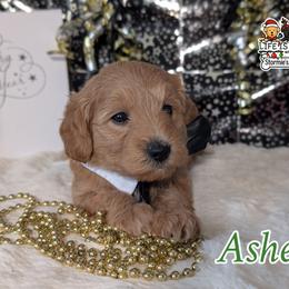 Goldendoodle and Shihpoo Puppies from Bellady's Shihpoos