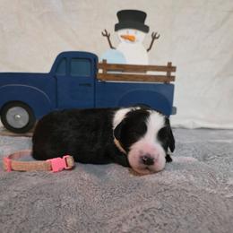 Eve - Black and white female Sheepadoodle puppy in Weatherford, Texas from Oodles of poodles and doodles