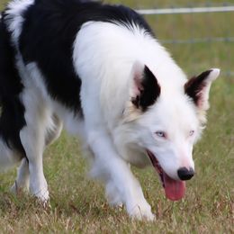 Elvis - Border Collie