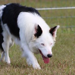 Elvis - Border Collie
