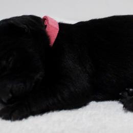 Ms. Pink - German Shepherd puppy in Berthoud, Colorado from KMK9