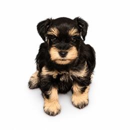 Talla - Black and silver female Miniature Schnauzer puppy in Daisetta, Texas from Winfree’s Schnauzers
