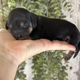 Dom - Black and cream male Dachshund puppy in California from Ranch Hand Weenies