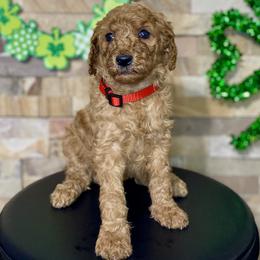 Red Collar - Red  female Goldendoodle puppy in Apple Valley, California from Daisy’s  Doodles11
