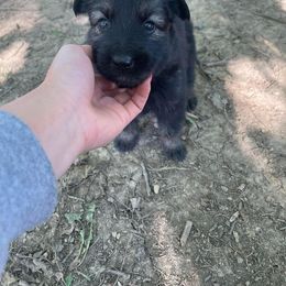 German Shepherd Puppies from Fancy GSDs