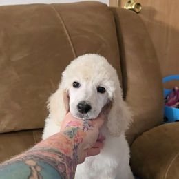 "Dotty" BrioPanache's The Die Is Cast - White Poodle puppy in Klamath Falls, Oregon from BrioPanache Poodles