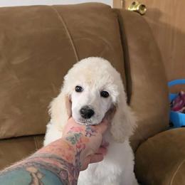 "Dotty" BrioPanache's The Die Is Cast - White Poodle puppy in Klamath Falls, Oregon from BrioPanache Poodles