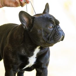 Tripp - French Bulldog