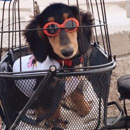 Dachshund Puppies from DreamHaven Kennel