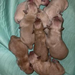 Boy 2 - Golden male Golden Retriever puppy in Yucaipa, California from Blessed Goldens
