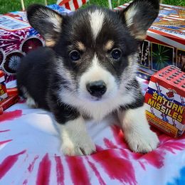 Pembroke Welsh Corgi Puppies from Iron Moss Ranch
