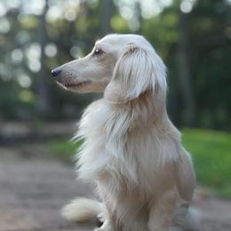 Atlas - Dachshund