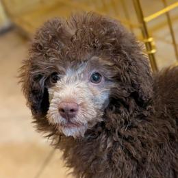 Auto - Brown male Poodle puppy in Bell, Florida from BellCrist Little bits