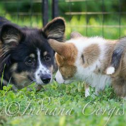 Pembroke Welsh Corgi Puppies from Sunny Acres Corgis