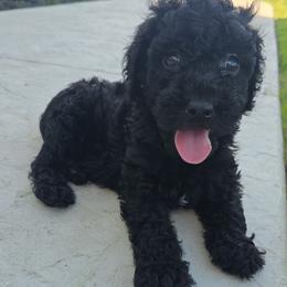 Goldendoodle Puppies from Medium Labradoodles 🐾