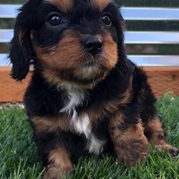 Cavalier King Charles Spaniel and Cavapoo Puppies from Small Town Cavaliers