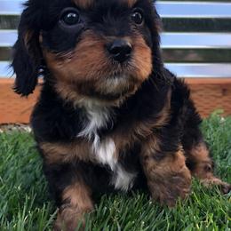 Cavalier King Charles Spaniel and Cavapoo Puppies from Small Town Cavaliers