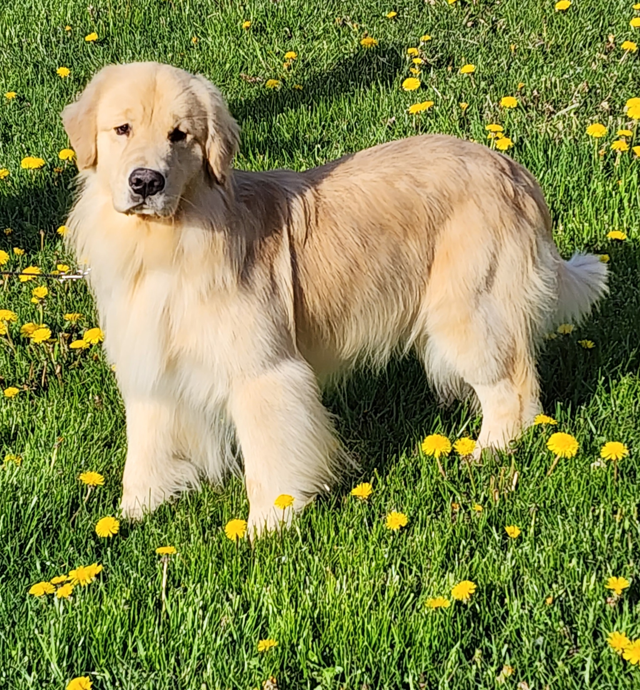 Golden Retriever All Grown Up from Bryeridge Goldens