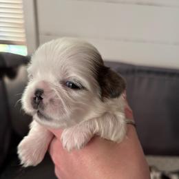 Boy 2 - Brindle and white male Shih Tzu puppy in Allendale, Michigan from Rooks' Shih Tzus
