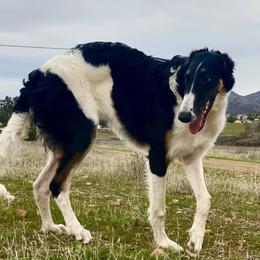 Zabava - Borzoi