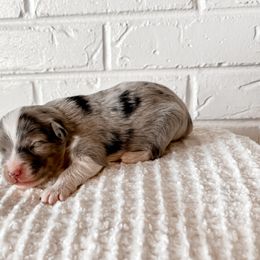 Miniature Australian Shepherd, Pembroke Welsh Corgi, and Toy Australian Shepherd Puppies from Spring Creek Aussies + Corgis
